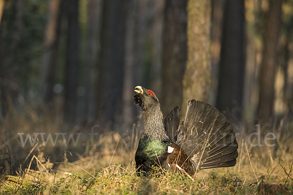 Auerhuhn (Tetrao urogallus)