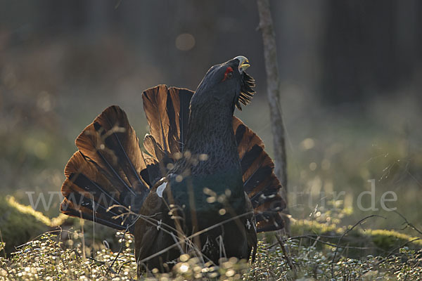 Auerhuhn (Tetrao urogallus)