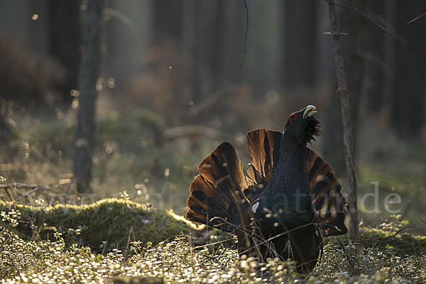 Auerhuhn (Tetrao urogallus)