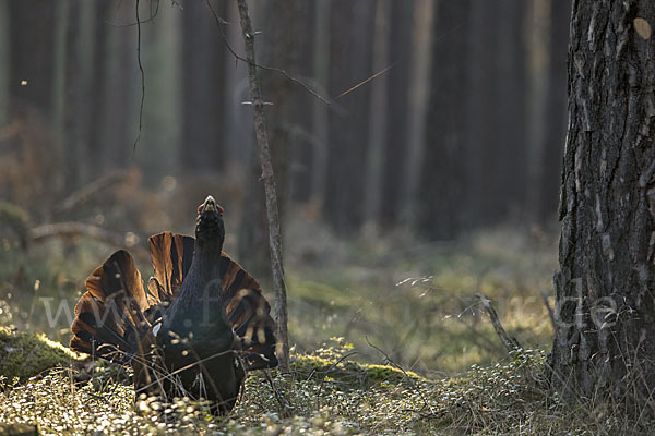 Auerhuhn (Tetrao urogallus)