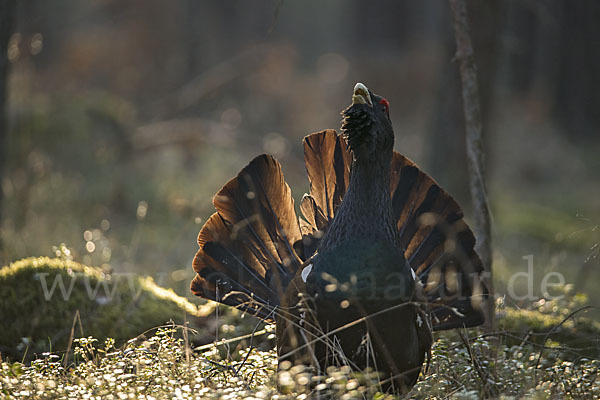 Auerhuhn (Tetrao urogallus)