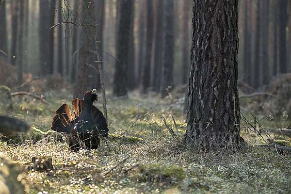 Auerhuhn (Tetrao urogallus)