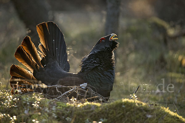 Auerhuhn (Tetrao urogallus)