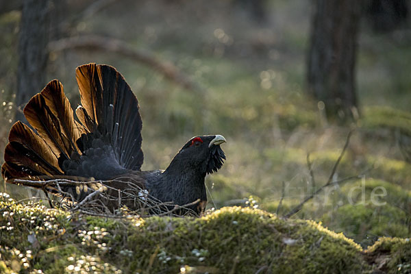 Auerhuhn (Tetrao urogallus)