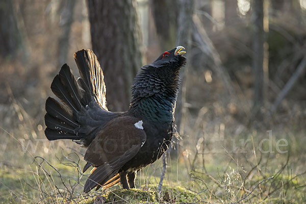 Auerhuhn (Tetrao urogallus)