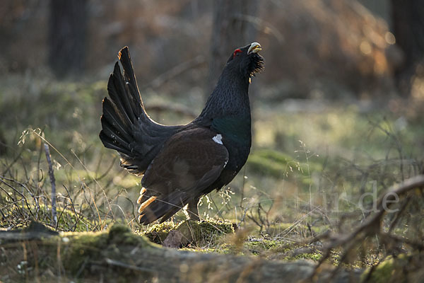 Auerhuhn (Tetrao urogallus)