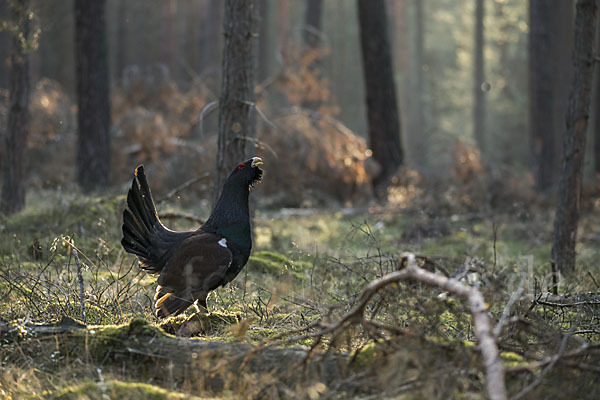 Auerhuhn (Tetrao urogallus)