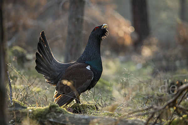 Auerhuhn (Tetrao urogallus)