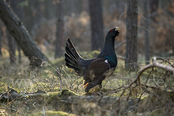 Auerhuhn (Tetrao urogallus)