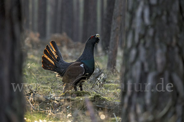 Auerhuhn (Tetrao urogallus)