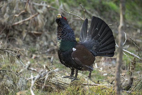 Auerhuhn (Tetrao urogallus)