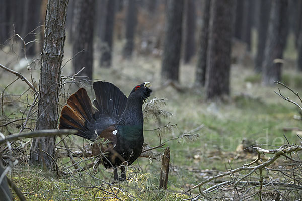 Auerhuhn (Tetrao urogallus)