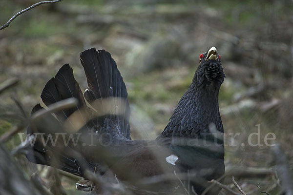 Auerhuhn (Tetrao urogallus)