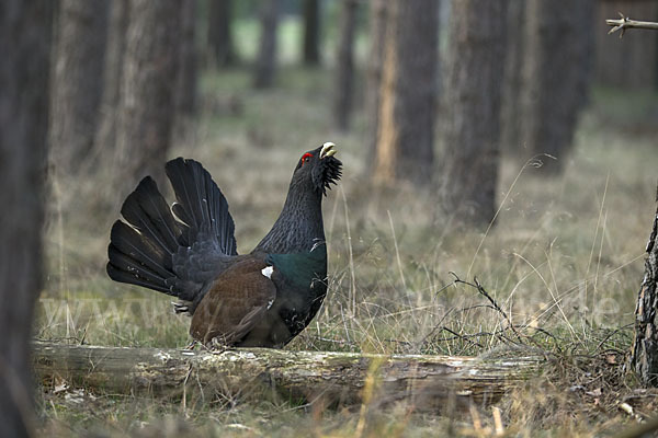 Auerhuhn (Tetrao urogallus)