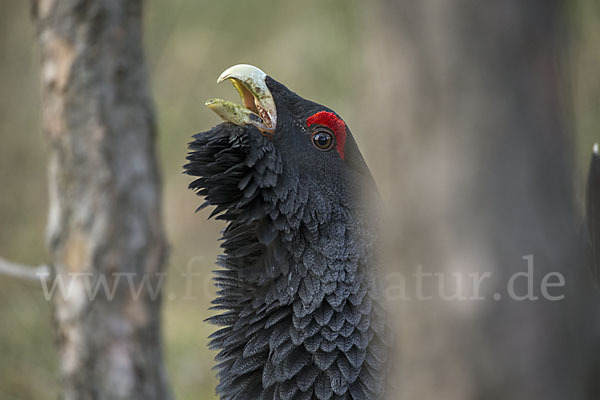 Auerhuhn (Tetrao urogallus)