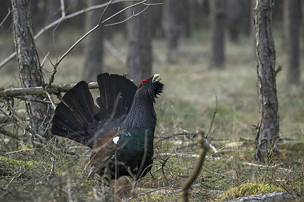 Auerhuhn (Tetrao urogallus)