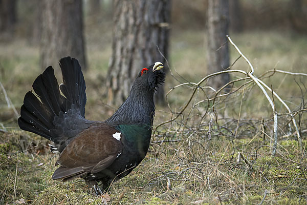 Auerhuhn (Tetrao urogallus)