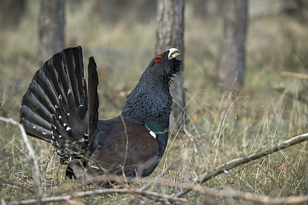 Auerhuhn (Tetrao urogallus)