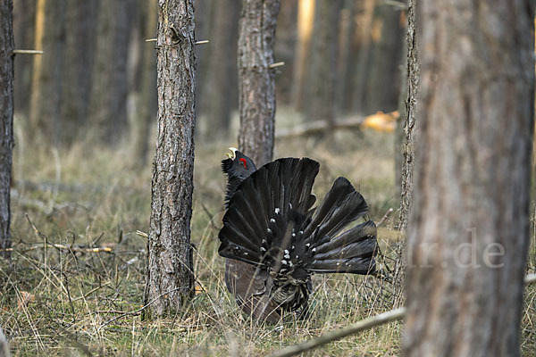 Auerhuhn (Tetrao urogallus)