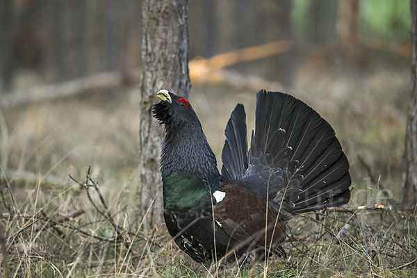 Auerhuhn (Tetrao urogallus)