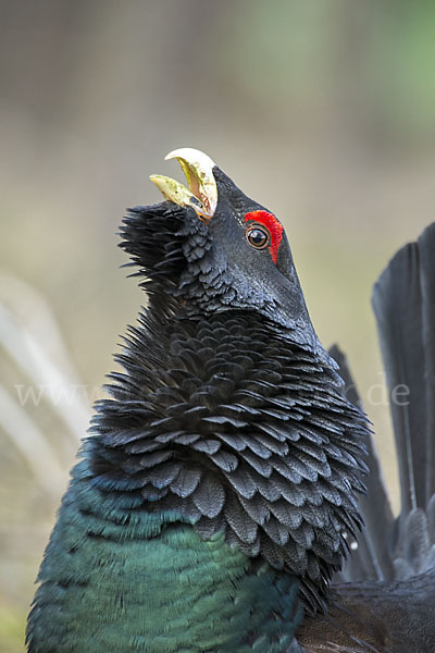 Auerhuhn (Tetrao urogallus)