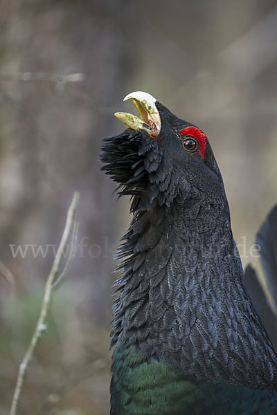 Auerhuhn (Tetrao urogallus)