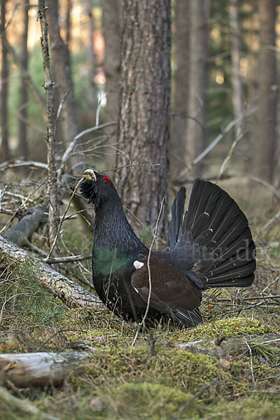 Auerhuhn (Tetrao urogallus)