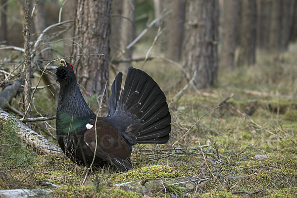 Auerhuhn (Tetrao urogallus)