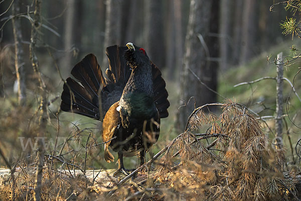 Auerhuhn (Tetrao urogallus)