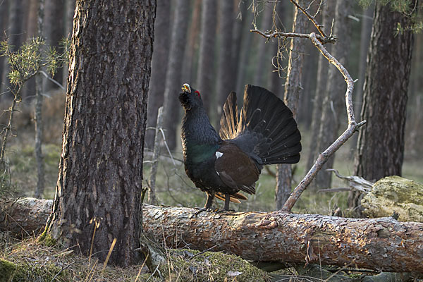 Auerhuhn (Tetrao urogallus)