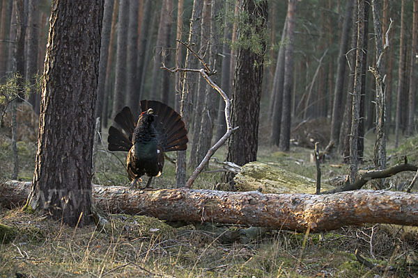 Auerhuhn (Tetrao urogallus)