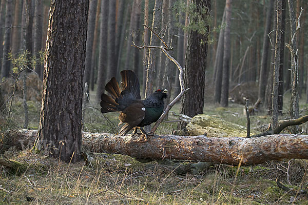 Auerhuhn (Tetrao urogallus)