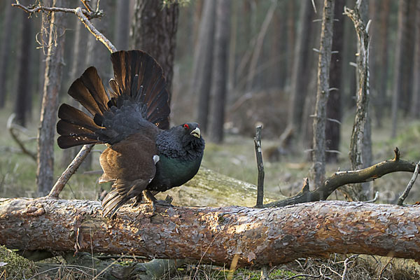 Auerhuhn (Tetrao urogallus)