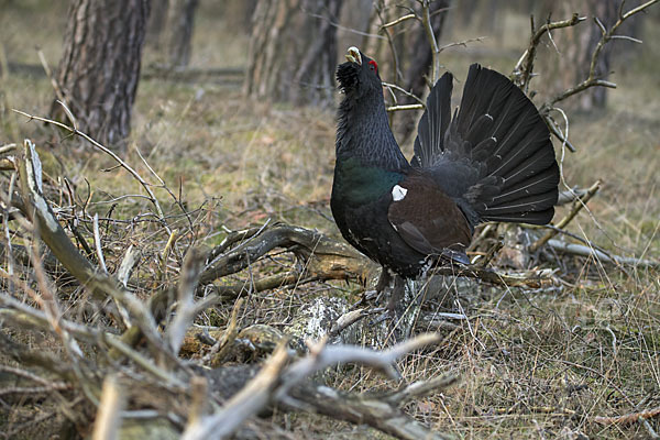 Auerhuhn (Tetrao urogallus)