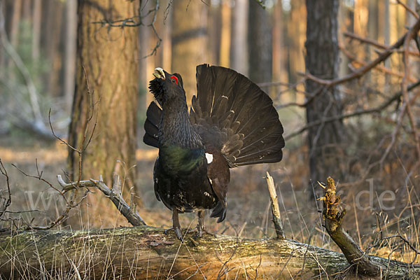 Auerhuhn (Tetrao urogallus)