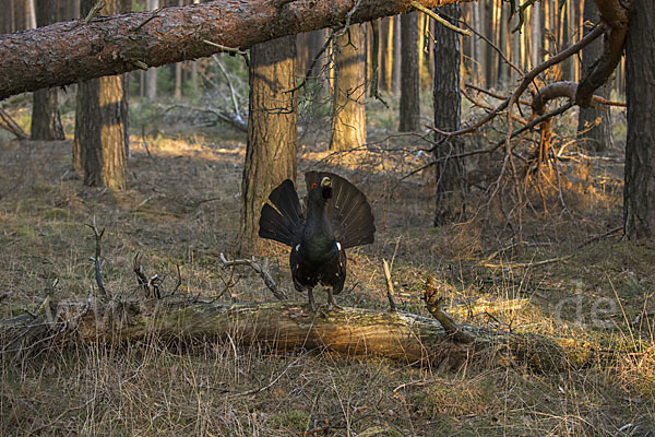 Auerhuhn (Tetrao urogallus)