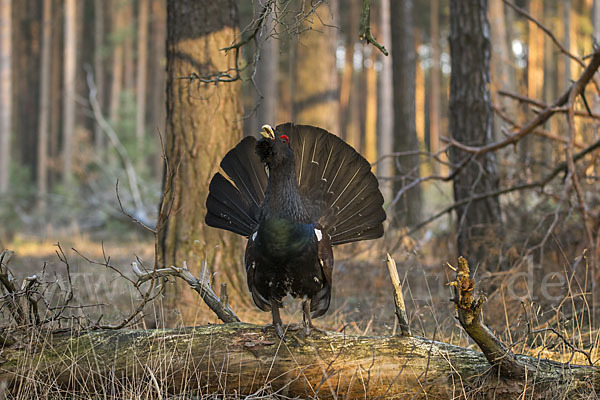 Auerhuhn (Tetrao urogallus)