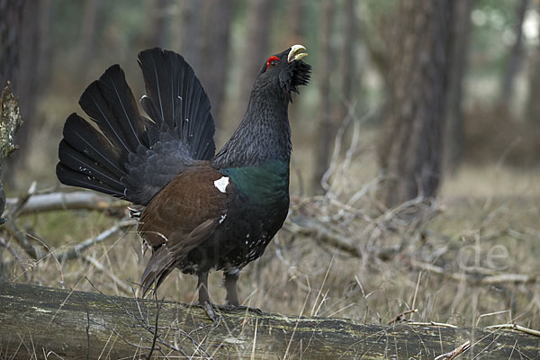 Auerhuhn (Tetrao urogallus)