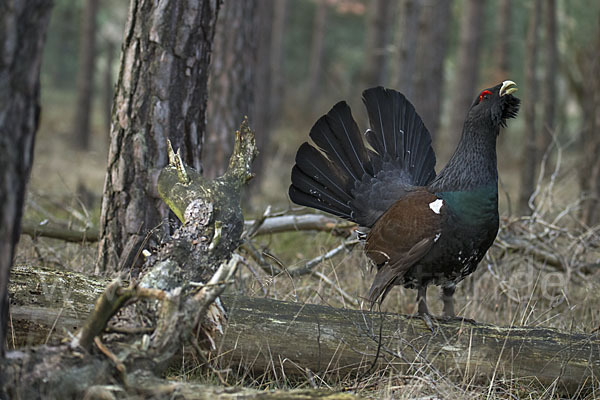 Auerhuhn (Tetrao urogallus)