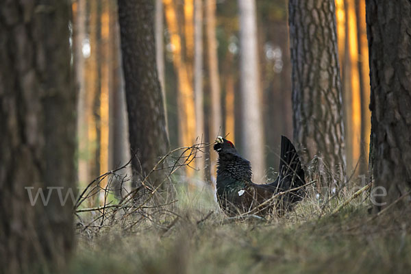 Auerhuhn (Tetrao urogallus)