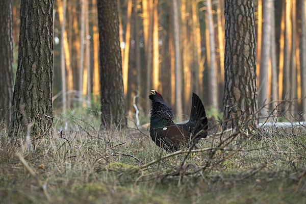 Auerhuhn (Tetrao urogallus)