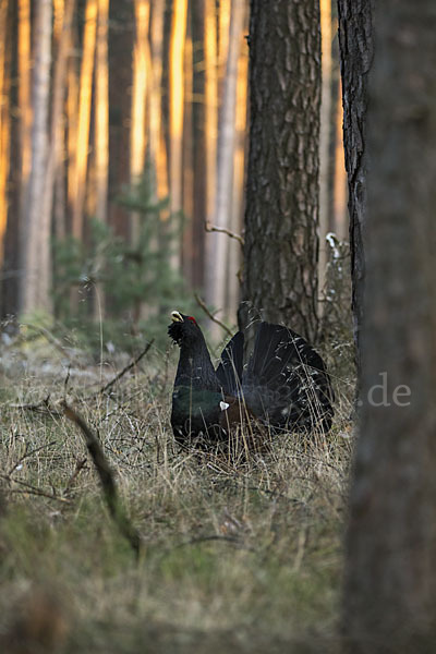 Auerhuhn (Tetrao urogallus)