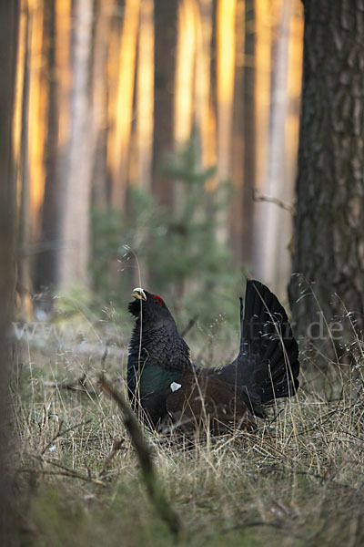 Auerhuhn (Tetrao urogallus)