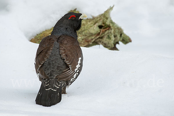 Auerhuhn (Tetrao urogallus)