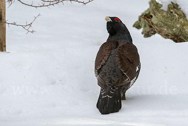 Auerhuhn (Tetrao urogallus)