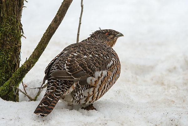 Auerhuhn (Tetrao urogallus)