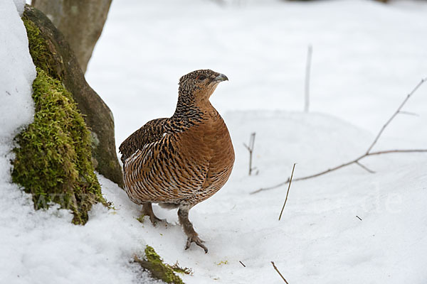 Auerhuhn (Tetrao urogallus)