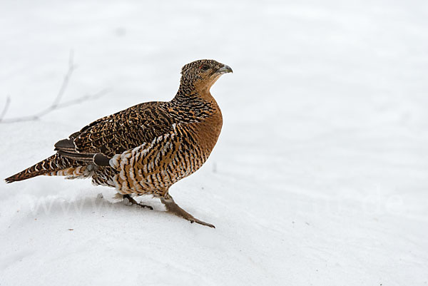 Auerhuhn (Tetrao urogallus)