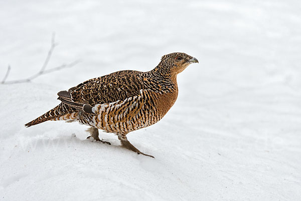 Auerhuhn (Tetrao urogallus)