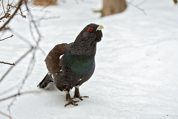 Auerhuhn (Tetrao urogallus)